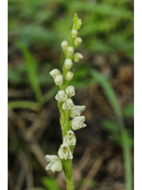 Goodyera repens (Lesser rattlesnake plantain) #63927