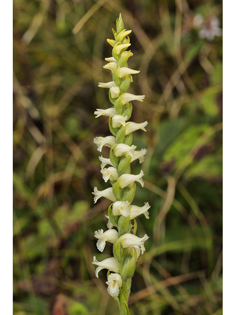 Spiranthes ochroleuca (Yellow nodding ladies'-tresses) #63932