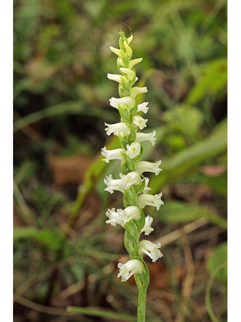 Spiranthes ochroleuca (Yellow nodding ladies'-tresses) #63933