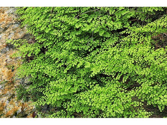 Adiantum capillus-veneris (Southern maidenhair fern) #63949