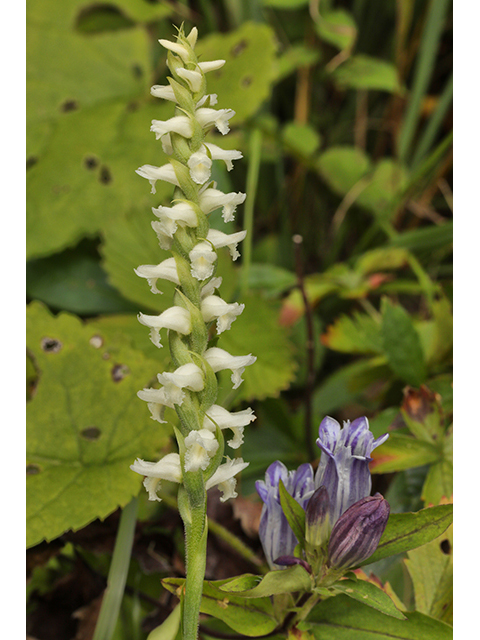 Spiranthes cernua (Nodding ladies'-tresses) #63958