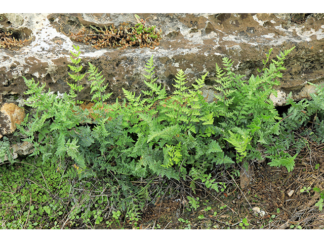 Cheilanthes horridula (Rough lipfern) #63978