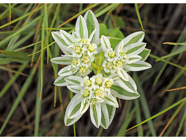 Euphorbia marginata (Snow on the mountain) #63987