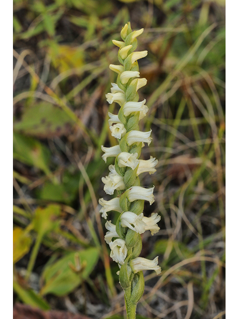 Spiranthes ochroleuca (Yellow nodding ladies'-tresses) #63999