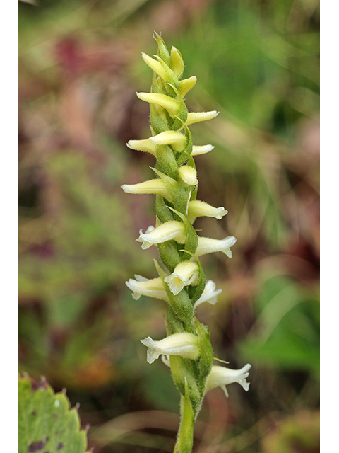 Spiranthes ochroleuca (Yellow nodding ladies'-tresses) #64000