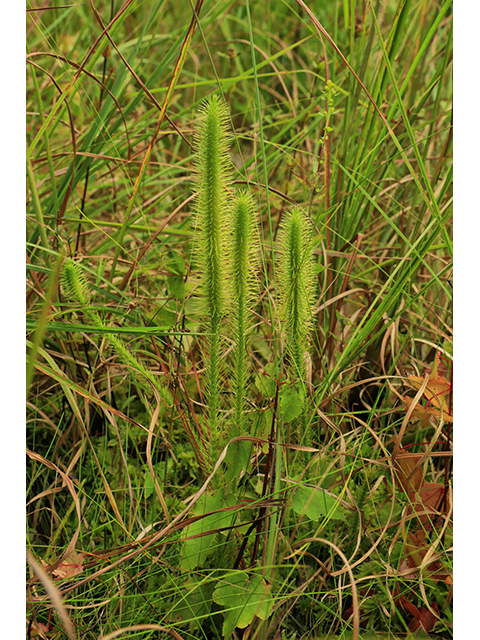 Lycopodiella alopecuroides (Foxtail clubmoss) #64012