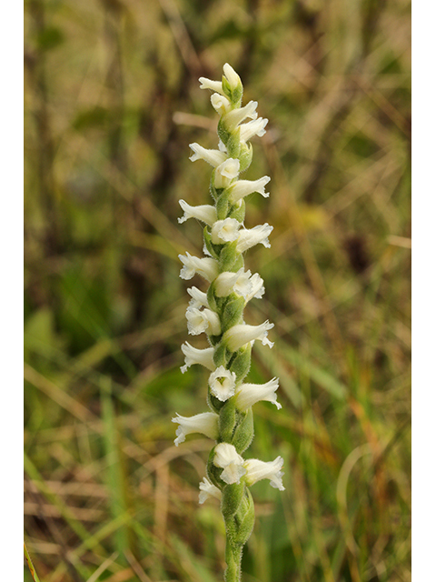 Spiranthes ochroleuca (Yellow nodding ladies'-tresses) #64016