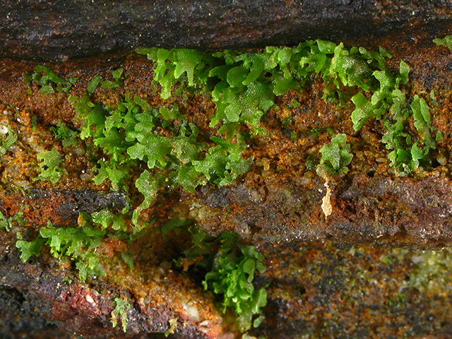 Vittaria appalachiana (Appalachian shoestring fern) #64031