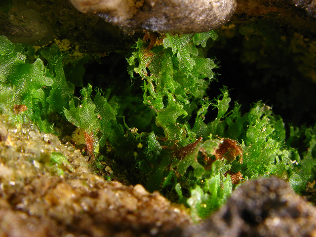 Vittaria appalachiana (Appalachian shoestring fern) #64032