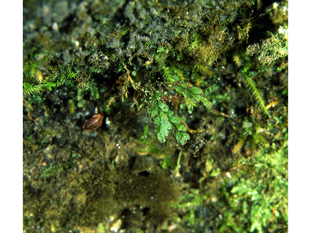 Grammitis nimbata (West indian dwarf polypody) #64053