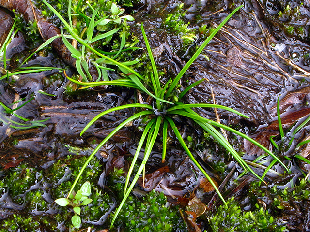 Isoetes piedmontana (Piedmont quillwort) #64062