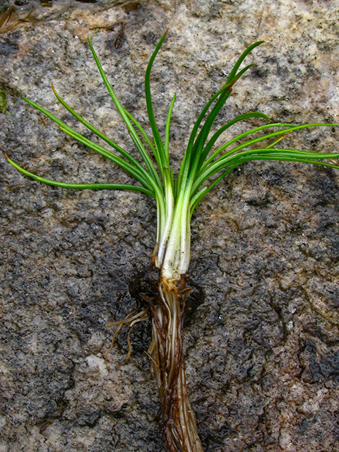 Isoetes piedmontana (Piedmont quillwort) #64063