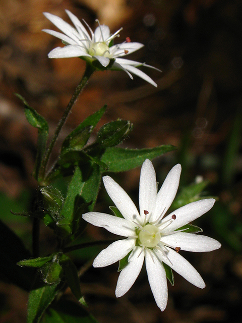 Stellaria pubera (Star chickweed) #64089