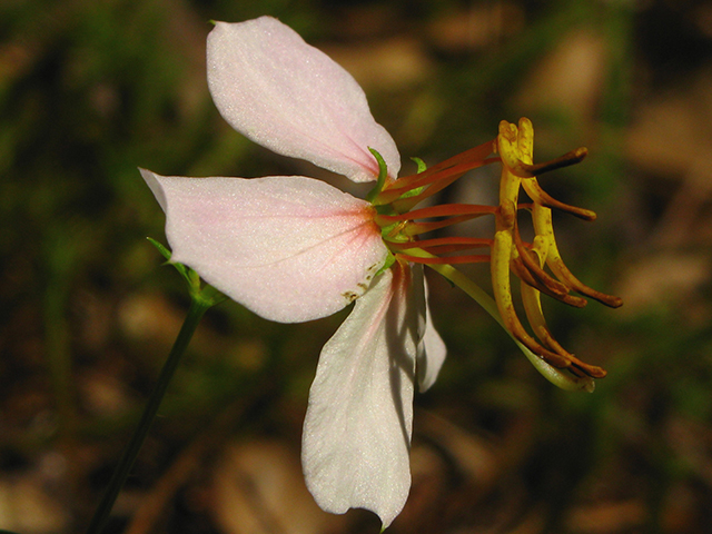 Rhexia mariana var. mariana (Maryland meadow beauty) #64140