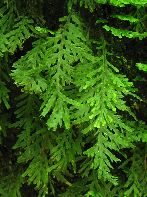 Trichomanes krausii (Treemoss bristle fern) #64230