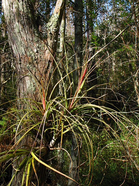 Tillandsia simulata (Manatee river airplant) #64235