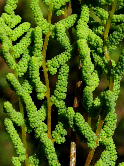 Osmunda regalis (Royal fern) #64237