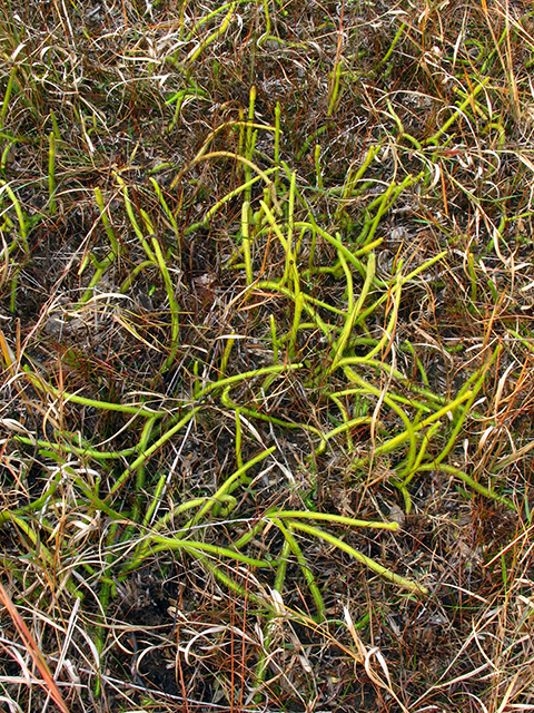 Lycopodiella alopecuroides (Foxtail clubmoss) #64267