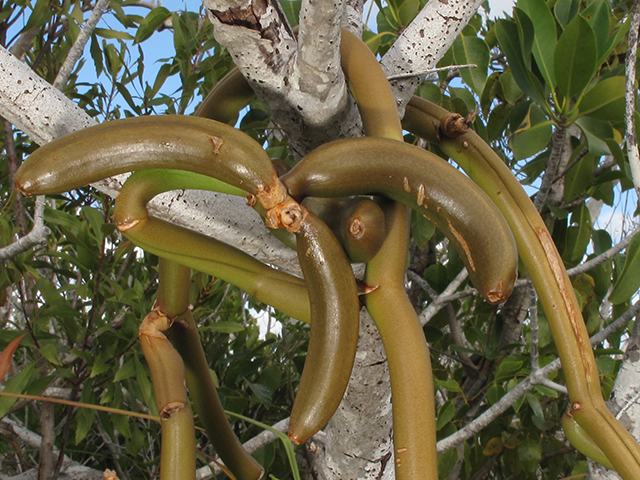 Vanilla barbellata (Wormvine orchid) #64326