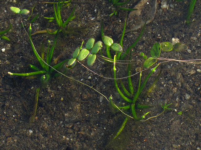 Isoetes melanospora (Blackspore quillwort) #64360