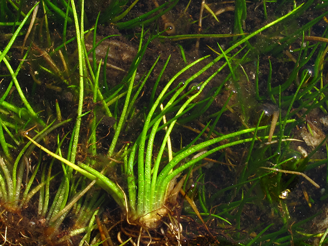 Isoetes tegetiformans (Merlin's-grass) #64373