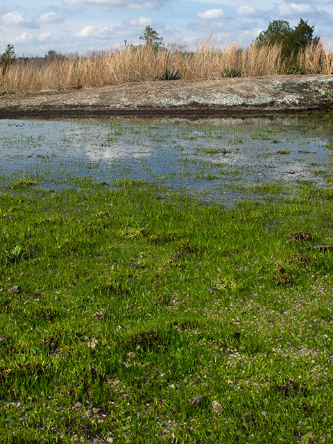 Isoetes tegetiformans (Merlin's-grass) #64374