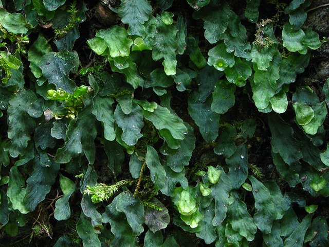 Trichomanes petersii (Dwarf bristle fern) #64386