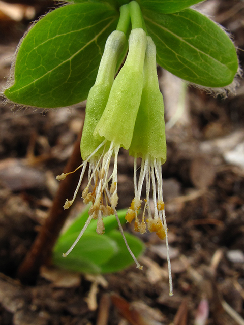 Dirca palustris (Eastern leatherwood) #64411