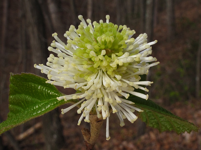 Fothergilla major (Mountain witchalder) #64453