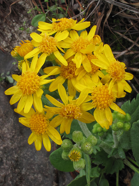 Packera tomentosa (Woolly ragwort) #64459