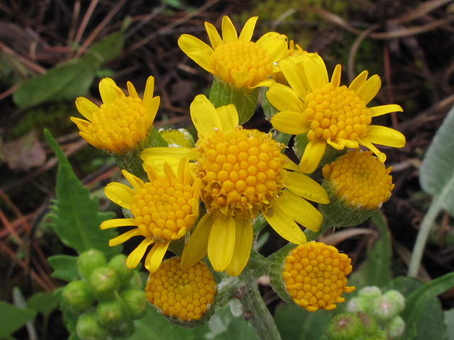 Packera tomentosa (Woolly ragwort) #64460