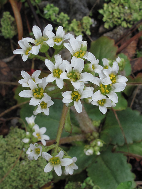 Saxifraga virginiensis var. virginiensis (Early saxifrage) #64463