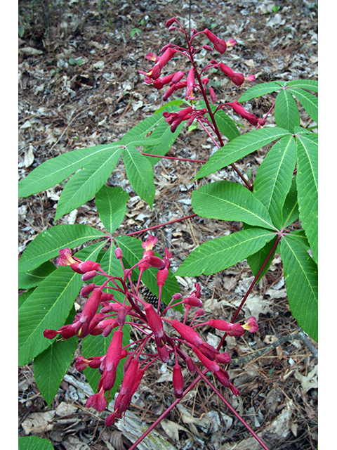 Aesculus pavia var. pavia (Scarlet buckeye) #64466