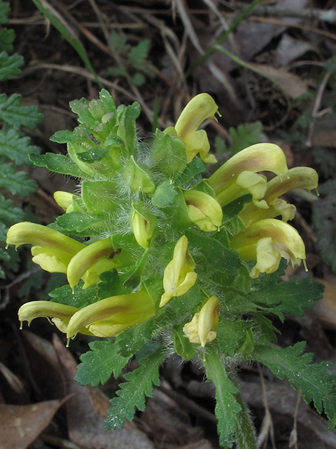 Pedicularis canadensis ssp. canadensis (Canadian lousewort) #64509