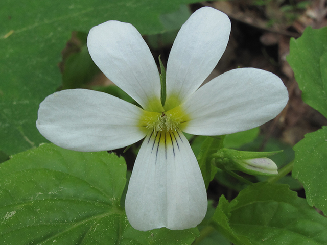 Viola canadensis var. canadensis (Canadian white violet) #64514