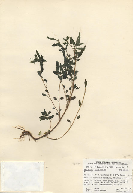 Parietaria pensylvanica (Pennsylvania pellitory) #29129