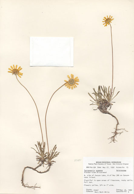 Tetraneuris scaposa (Four-nerve daisy) #29156