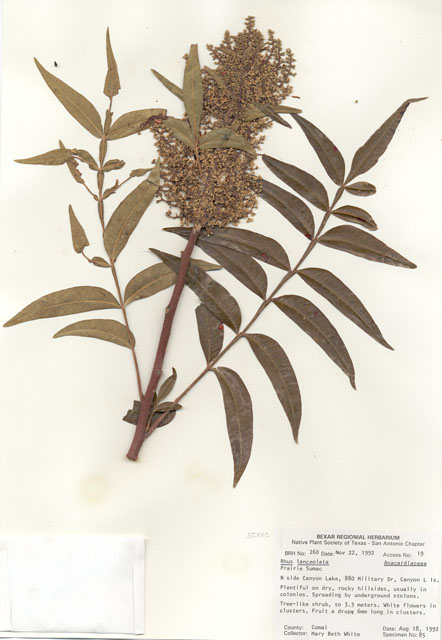 Rhus lanceolata (Prairie flameleaf sumac) #29222