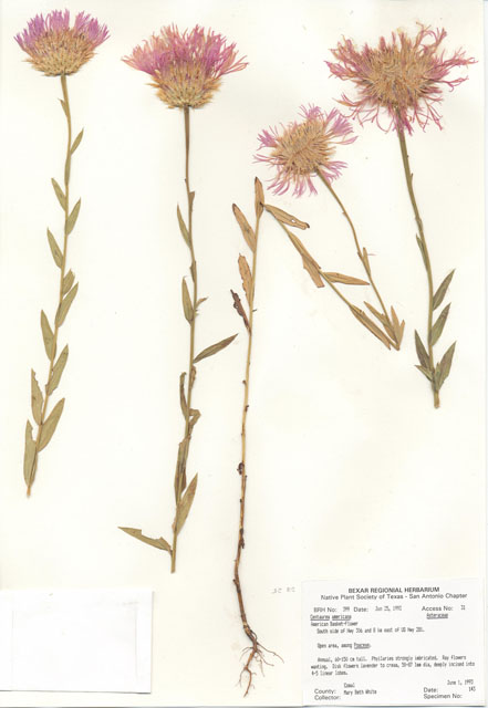 Centaurea americana (American basket-flower) #29365