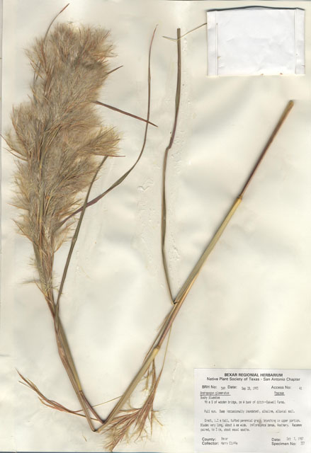 Andropogon glomeratus (Bushy bluestem) #29520