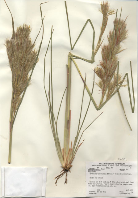 Andropogon glomeratus (Bushy bluestem) #29534