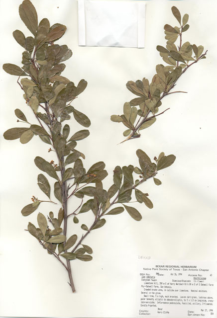 Ilex vomitoria (Yaupon) #29818