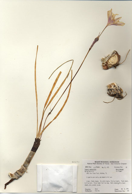 Cooperia pedunculata (Hill country rain lily) #30002