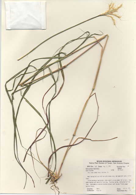 Bothriochloa barbinodis (Pinhole bluestem) #30027