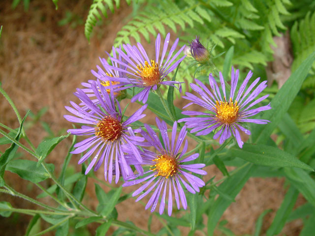 Symphyotrichum novae-angliae (New england aster) #19194