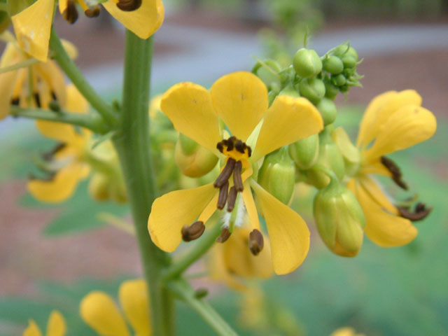 Senna hebecarpa (American senna) #19159