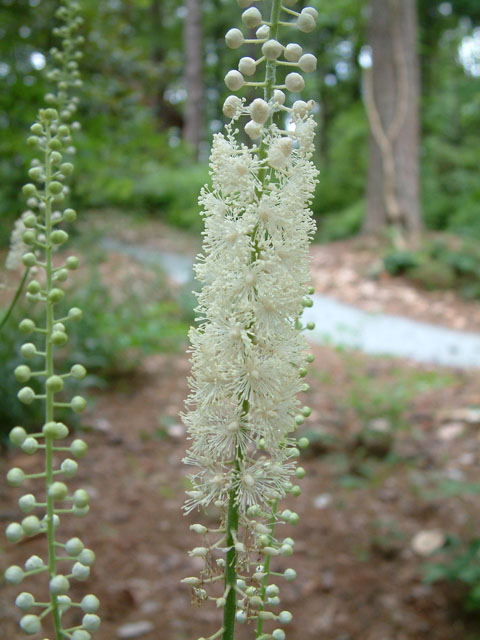 Actaea racemosa var. racemosa (Black cohosh) #18875