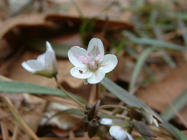 Claytonia virginica (Virginia springbeauty) #18877