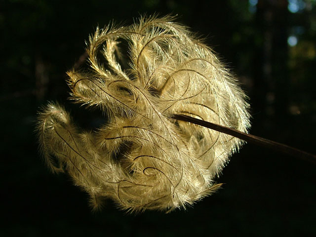 Clematis viorna (Vasevine) #18881