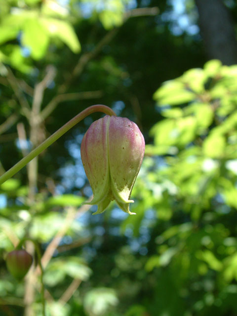 Clematis viorna (Vasevine) #18882